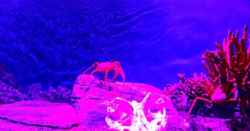 Toronto Ripleys Acquarium 05A.jpg