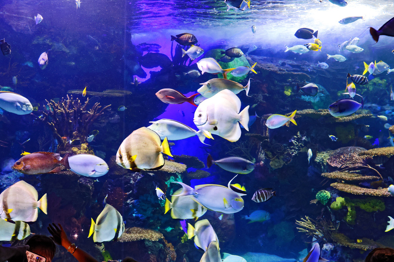 Toronto Ripleys Acquarium 07A.jpg