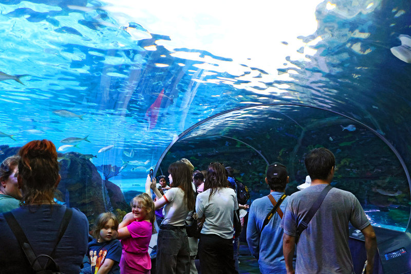 Toronto Ripleys Acquarium 08A.jpg