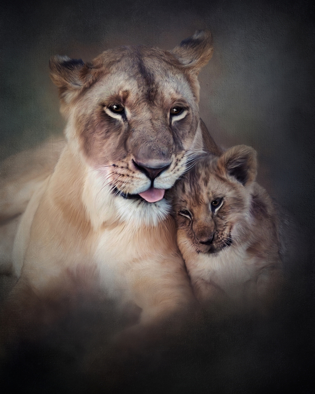 002-1 lion cub final.jpg :: OLYMPUS DIGITAL CAMERA