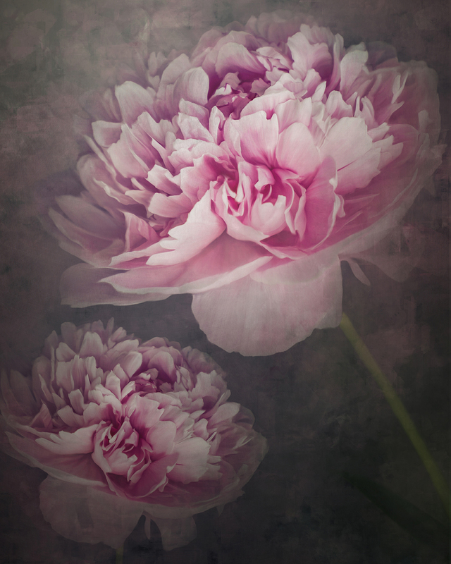 012-Pink Peony.jpg