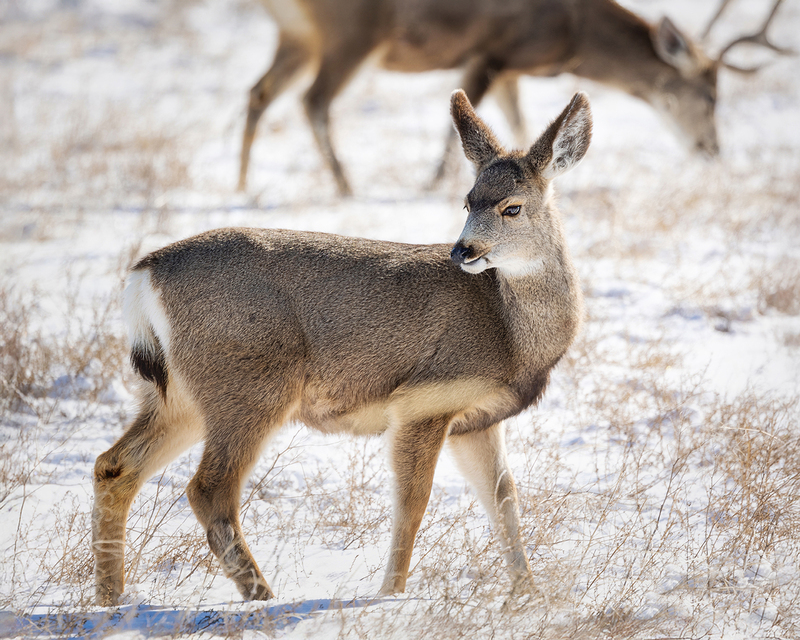 1 22 Refuge 500mm8483.jpg