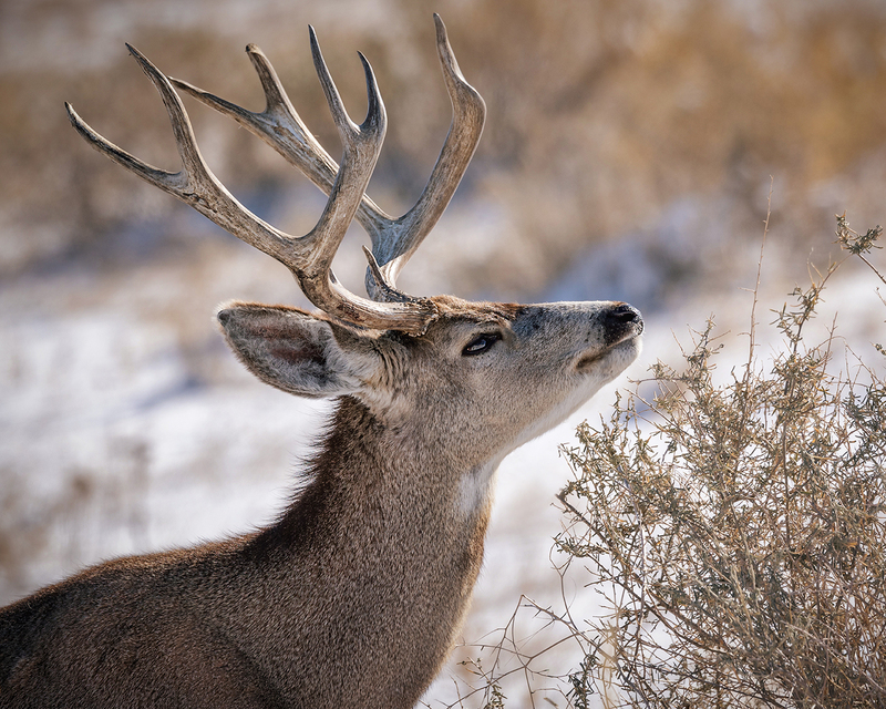 1 22 Refuge 500mm8604.jpg