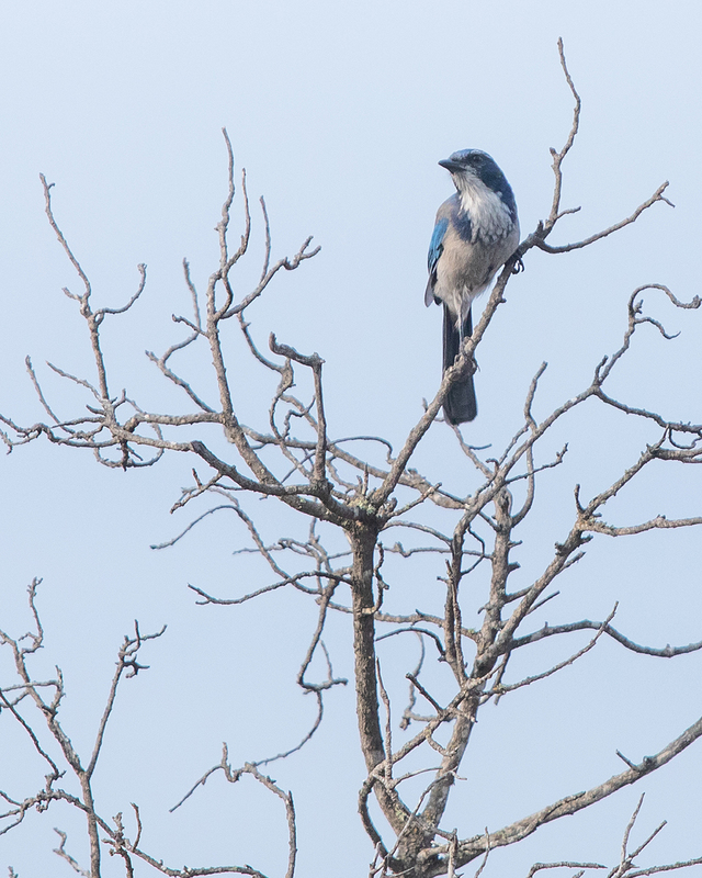 16 x 20 blue bird El Capitan sept 2020 -6599.jpg