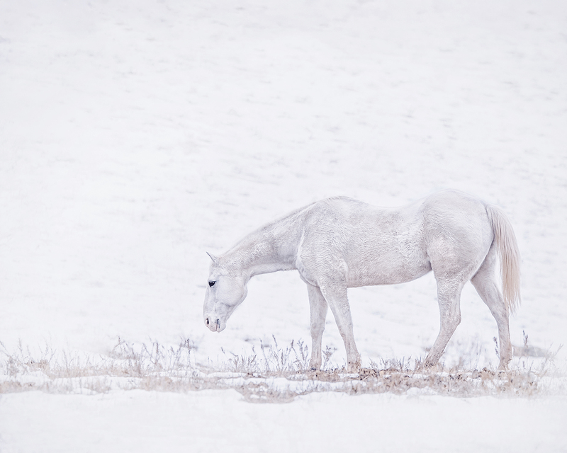 16 x 20 white horse.jpg