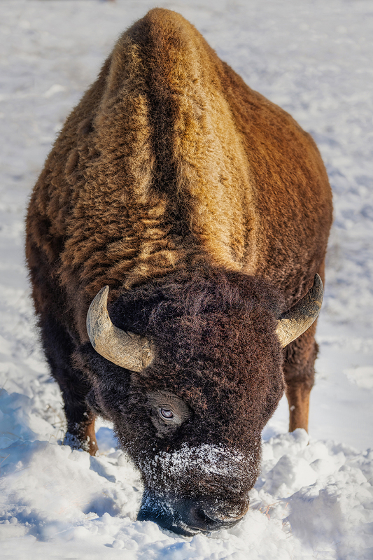 20 x 30 sharp 1 22 Refuge 500mm8329.jpg