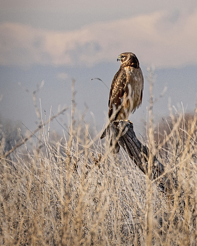 3-23 refuge barr-9131.jpg