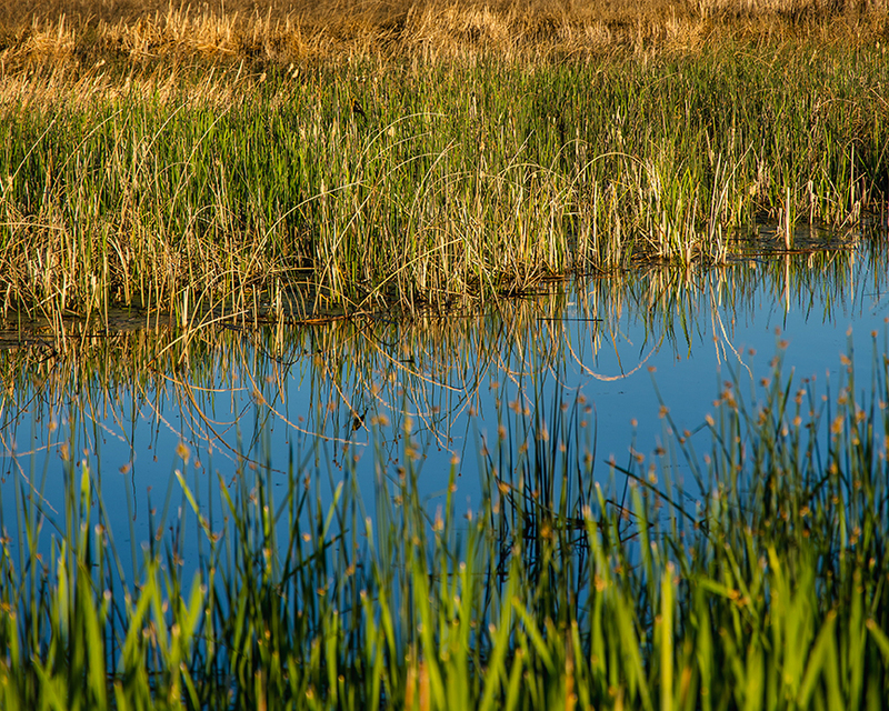 311-Wildlife Ref CO-4619.jpg