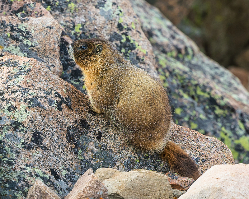 386-RMNP drive LR-5713.jpg