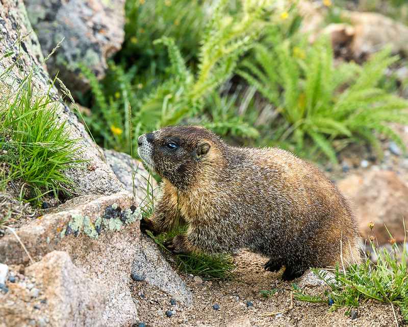 388-RMNP drive LR-5780.jpg