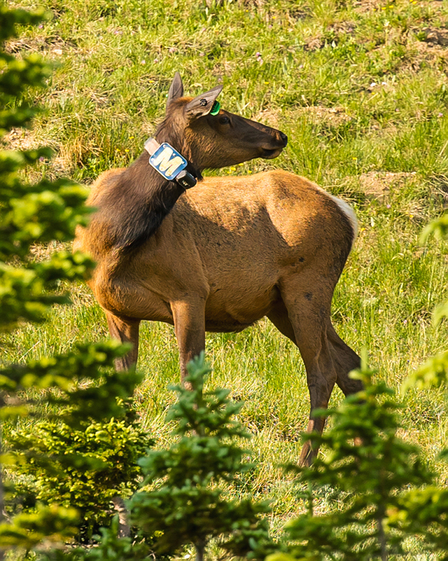 409-RMNP drive LR-5960.jpg