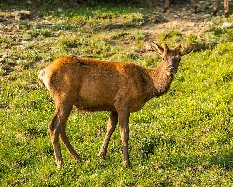 417-RMNP drive LR-5980.jpg