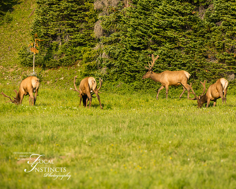 421-RMNP drive LR-6002.jpg