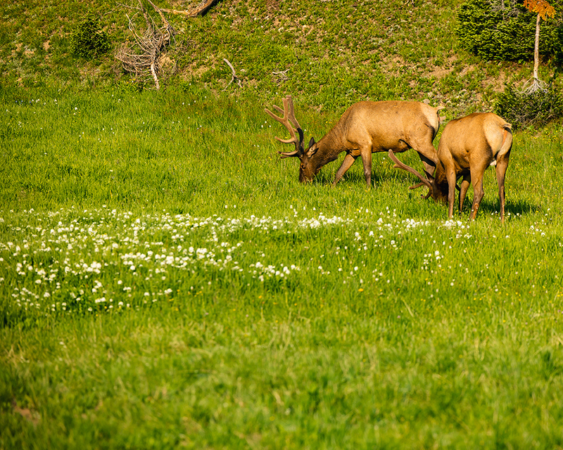 422-RMNP drive LR-6012.jpg