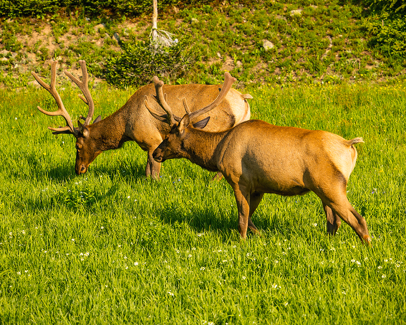 424-RMNP drive LR-6032.jpg