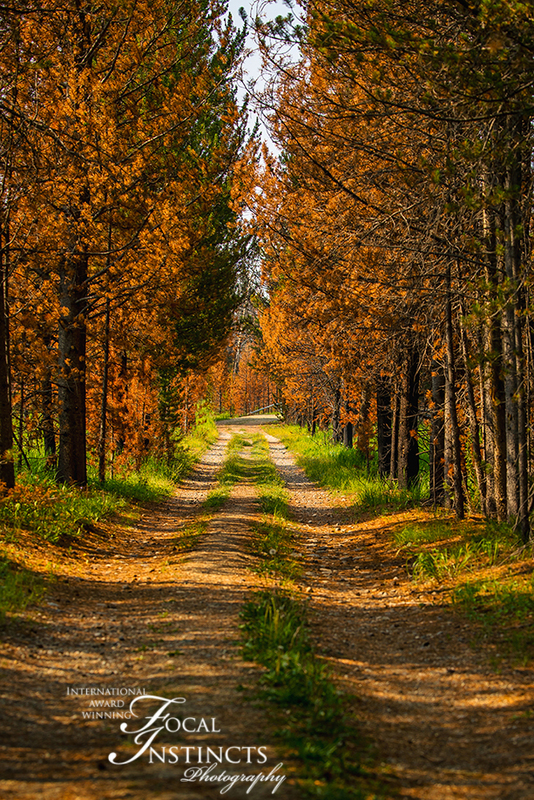 443-RMNP drive LR-6216.jpg