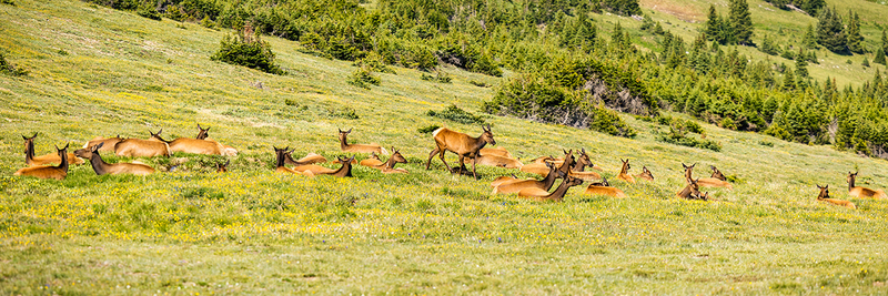 454-RMNP drive LR-6293.jpg