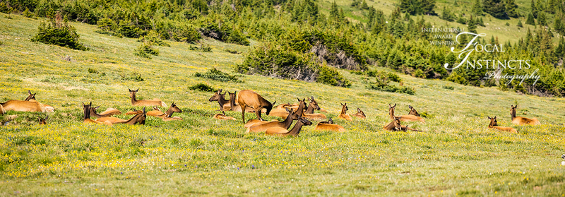 455-RMNP drive LR-6296.jpg