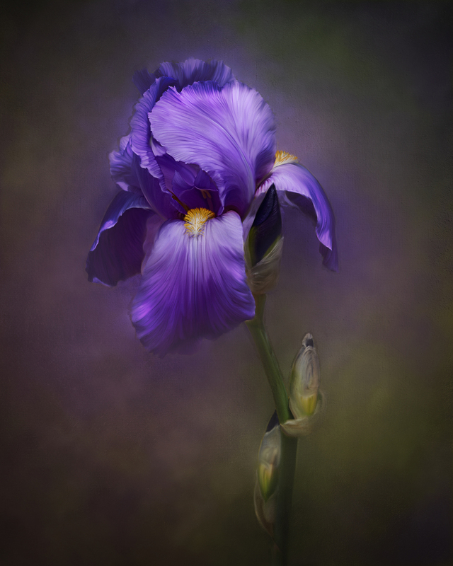Botanica SP 23-0500 PAINT.jpg