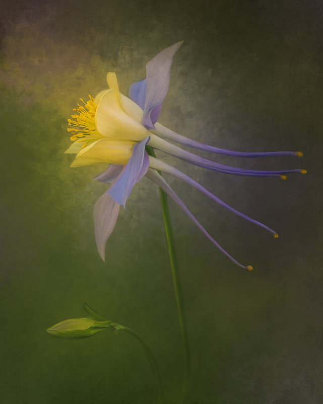 Columbine.jpg