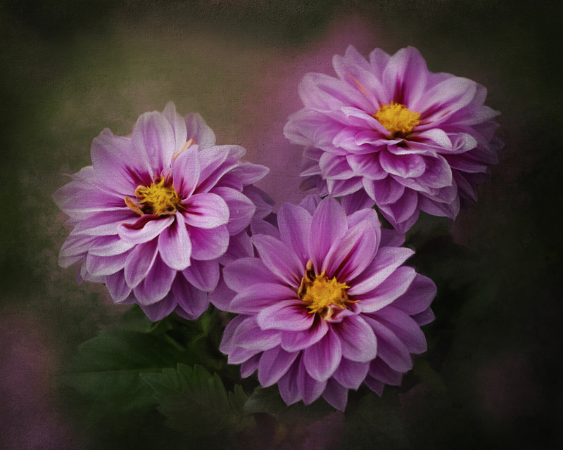 Dahlia Pinnata FINAL.jpg