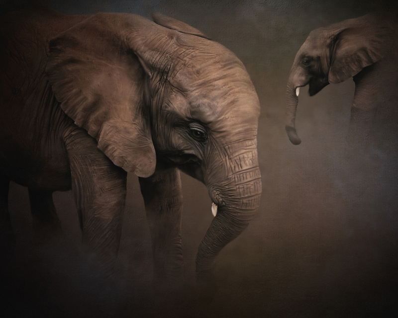 Elephant final fix.jpg