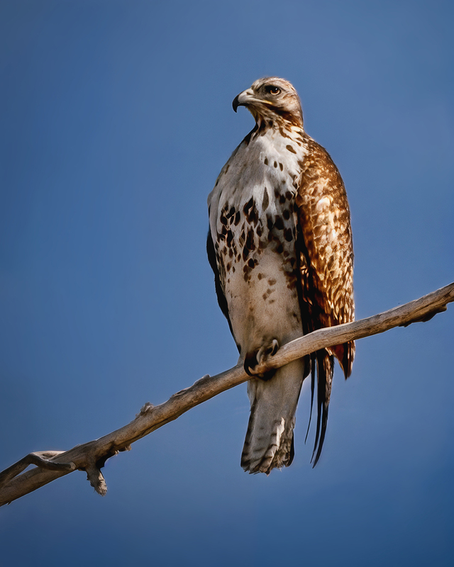 HAWK.jpg