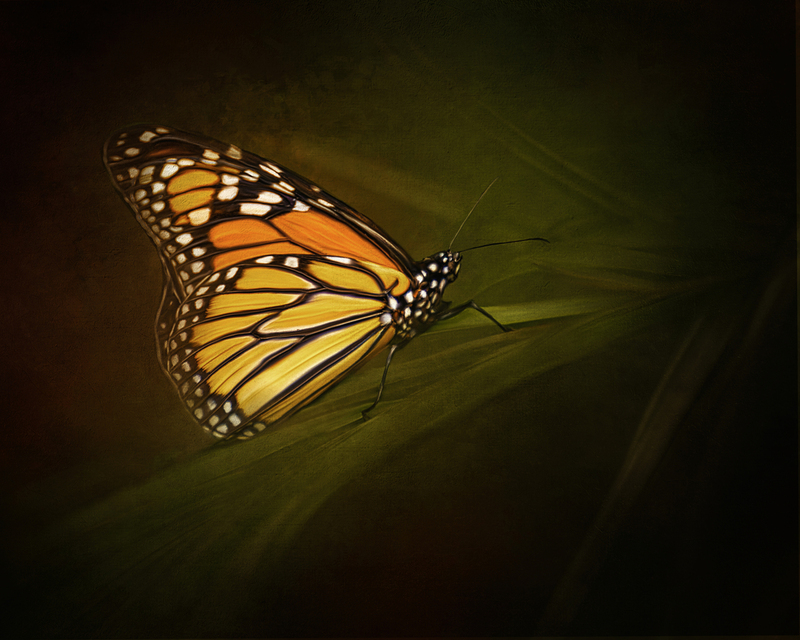 Monarch paint.jpg