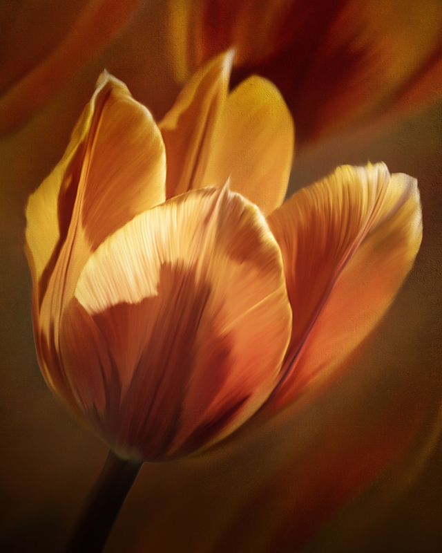 Orange Tulip.jpg