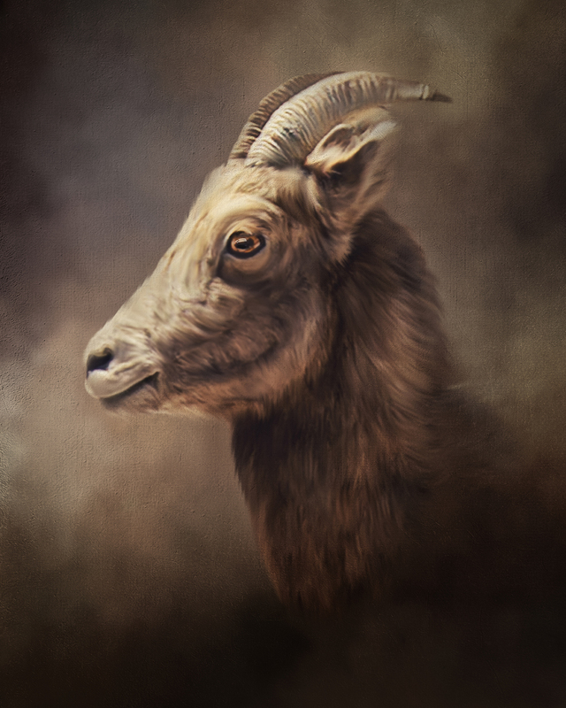 big horn sheep start copy.jpg