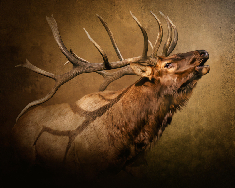 bugling elk (1).jpg