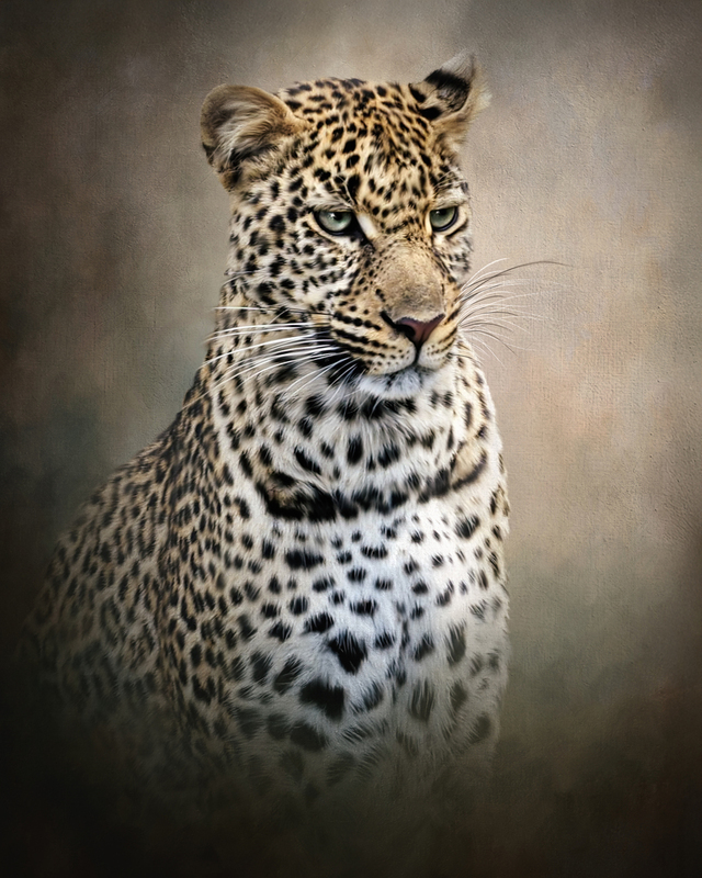 cheetah.jpg :: OLYMPUS DIGITAL CAMERA