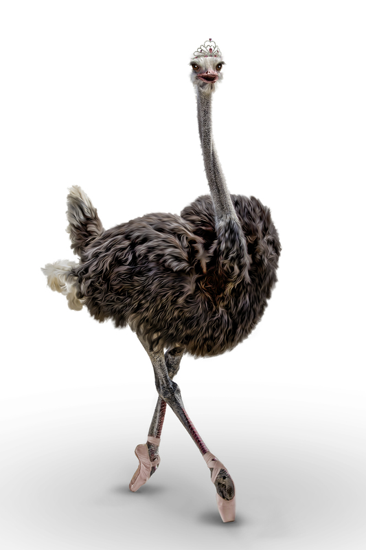 dancing ostrich.jpg