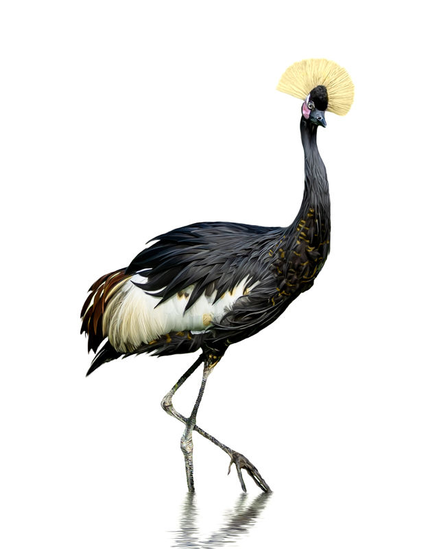final crown bird.jpg