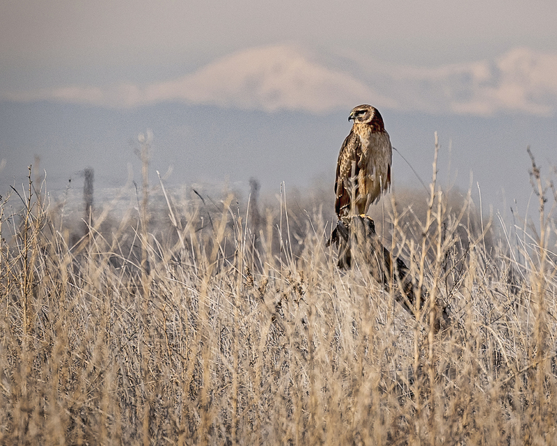 northern harrier.jpg