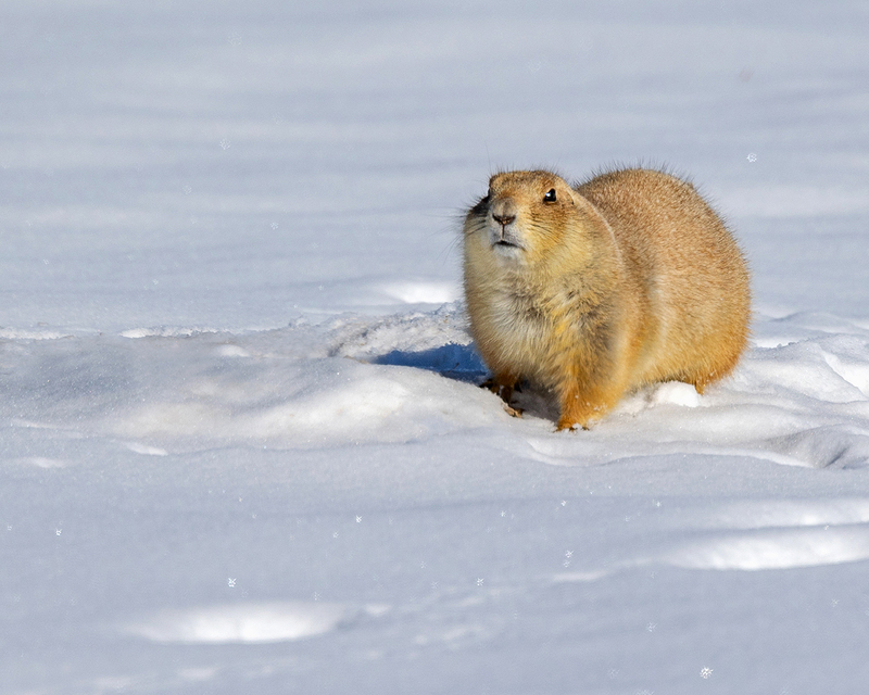 prarie dog.jpg