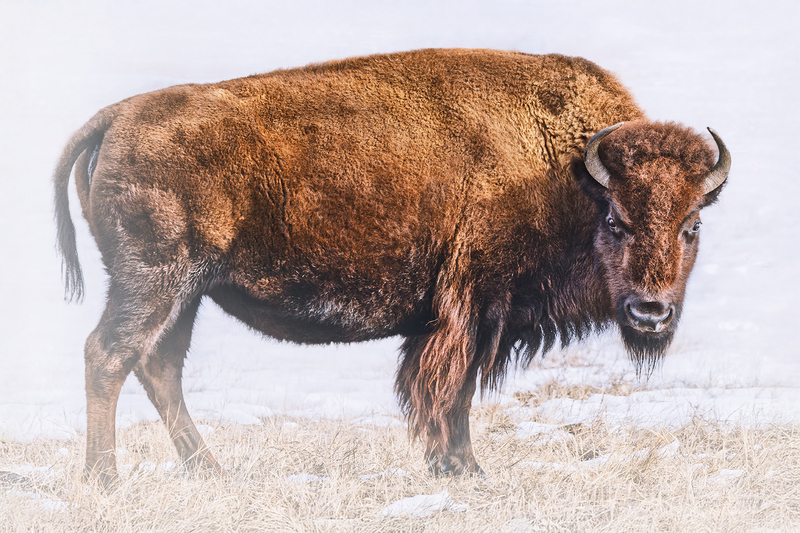 snow mad bison copy.jpg