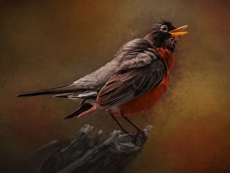 sunset bird web.jpg