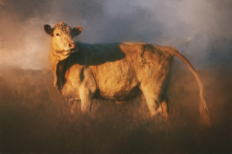 sunset cow web.jpg