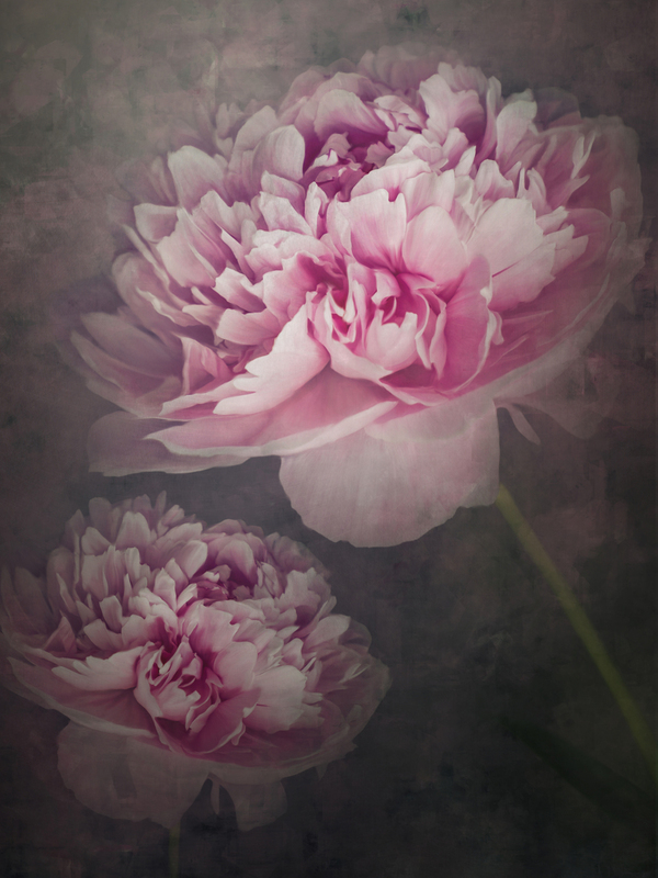 sunset peony.jpg