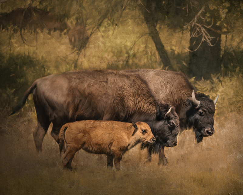 trio bison final.jpg