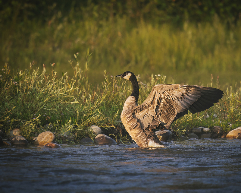 wild goose.jpg