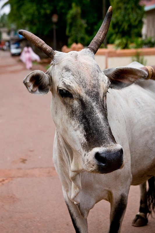 20050705_g_goa_india-47.jpg