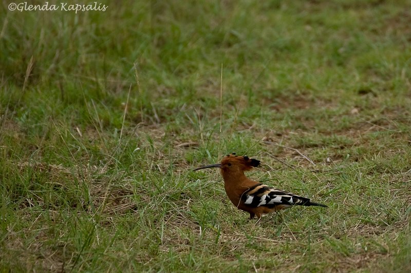 African Hoopoe.jpg