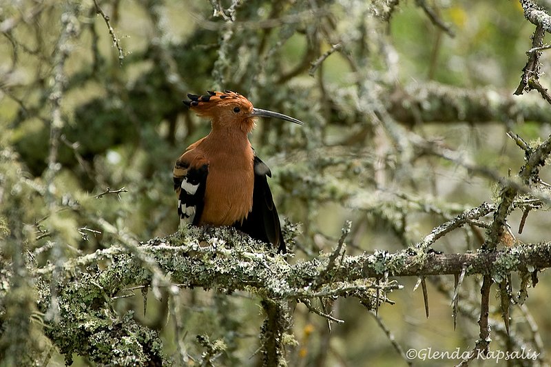 African Hoopoe2.jpg