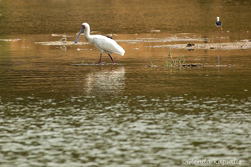 African Spoonbill.jpg