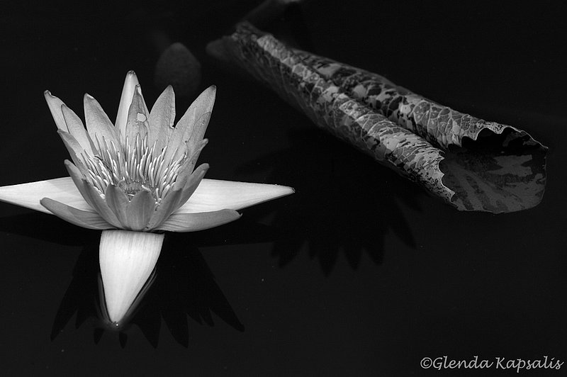 Ancient_WisdomBW.jpg :: Water Lilly with Scrolled Leaf