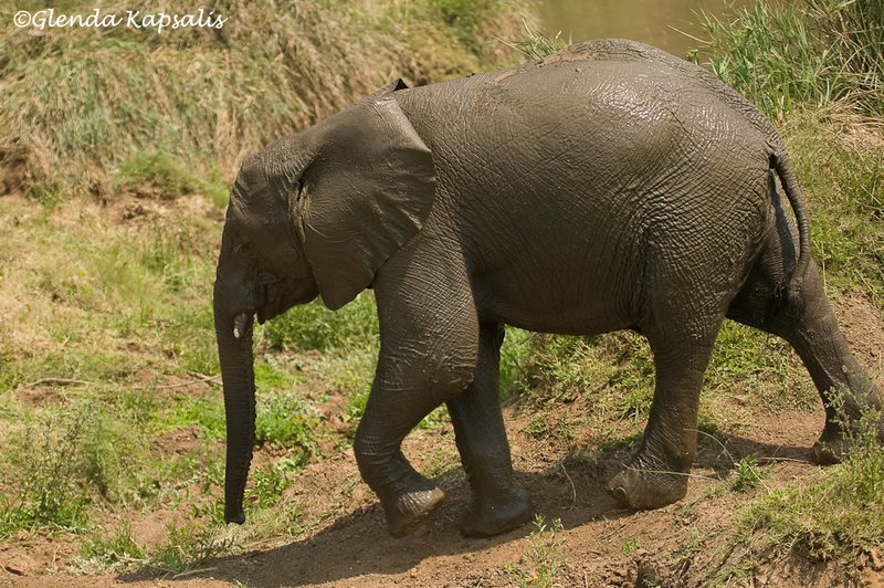 Baby Elephant South Africa.jpg