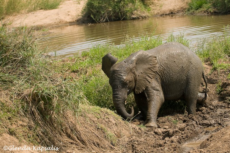 Baby Elephant2 South Africa.jpg