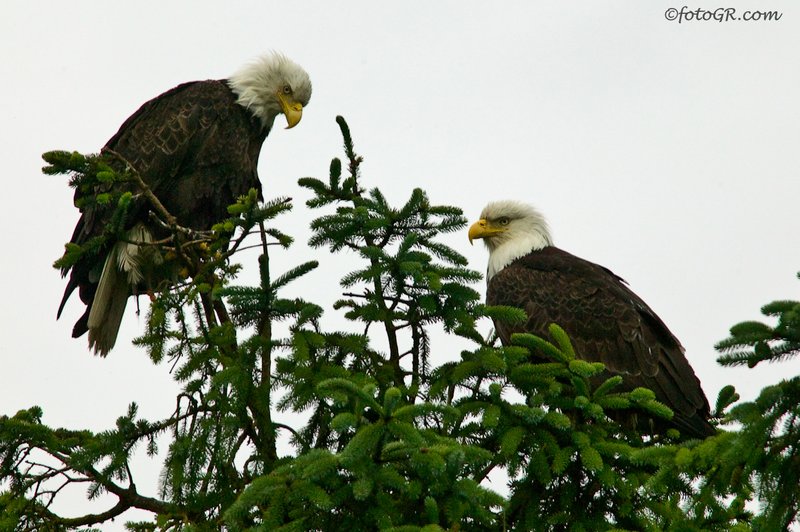 Bald Eagles.jpg